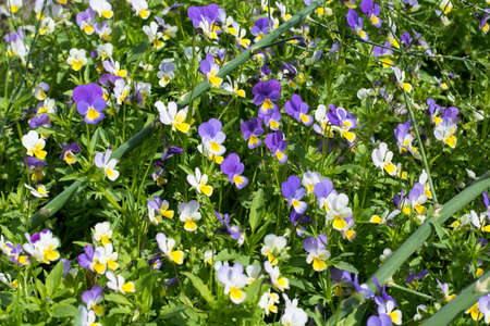Viola tricolourの写真素材