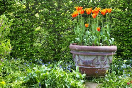 tulipsの写真素材