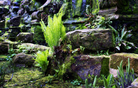 fern
