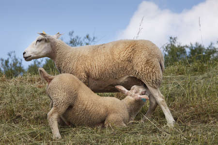 Lamb drinking from it's motherの写真素材