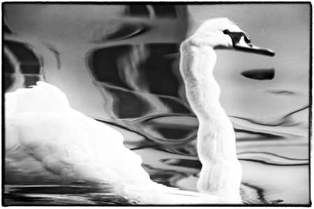 A swan reflected in the water, photographed in black and whiteの写真素材