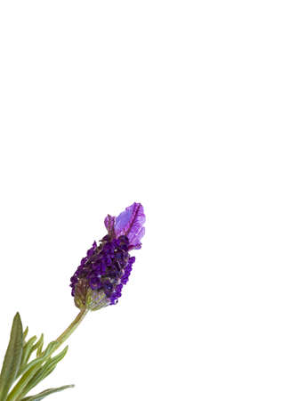 Lavender flower isolated on white backgroundの写真素材