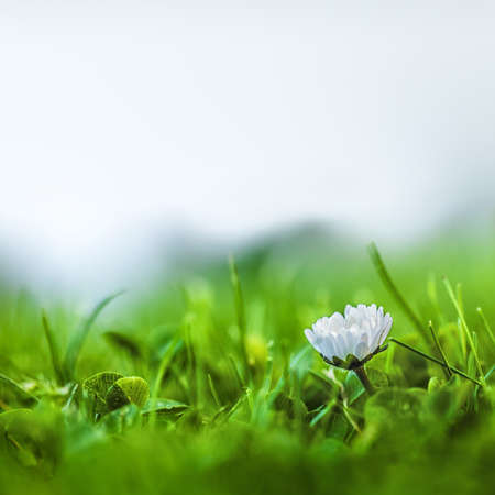 A daisy in green grass, whitish background