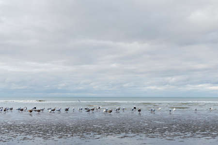 Nieuwpoort, Belgium - November 14,02019: Seagulls on the beachの写真素材