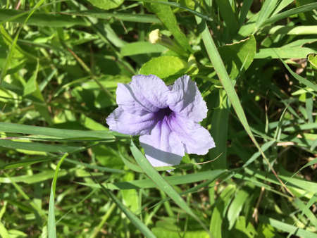 purple rainの写真素材