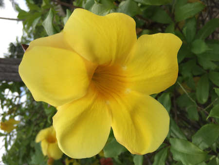 flowering plantの写真素材