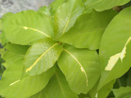 Leavesの写真素材