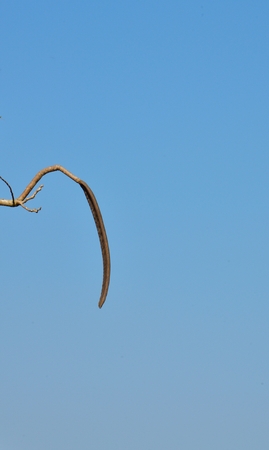 Photo of tree pod the grow from it branch with has sky as a background.の写真素材