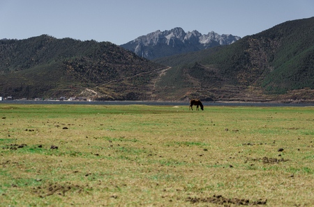 Horse on the grassland in Chinaの写真素材