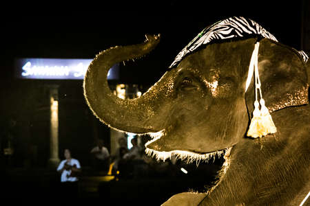 Elephant show in Night Safari Chiang-mai, THAILandの写真素材