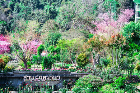 Inthanon Mountainの写真素材