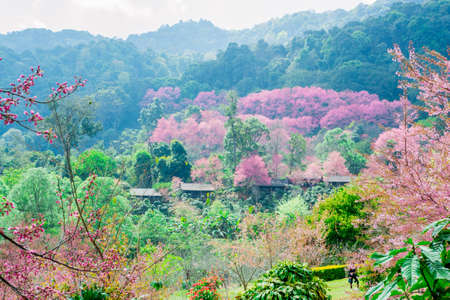 Chiang maiの写真素材