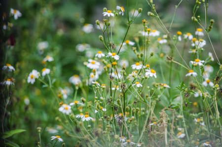 flowerの写真素材