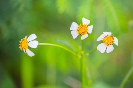flowerの写真素材