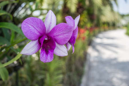 Orchidの写真素材