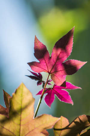 Maple