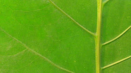 Leafの素材