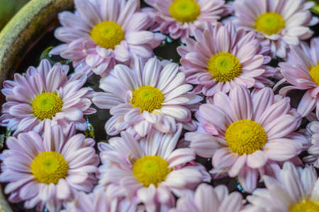 Flowerの写真素材