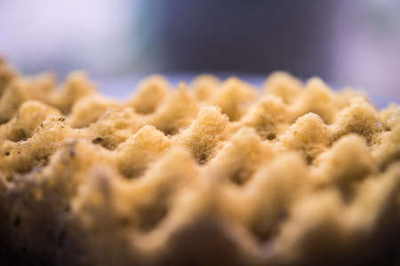 spongeの写真素材