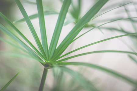 Grass as backgroud imageの写真素材