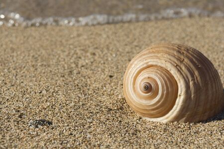 Close up of a seashell next to the sea