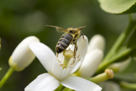 Honey bee pollinating  flower of lemon treeの写真素材