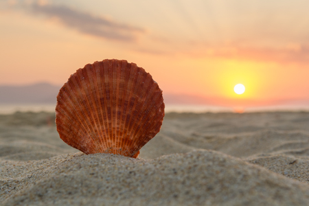Sea shell on the sand at sunsetの写真素材