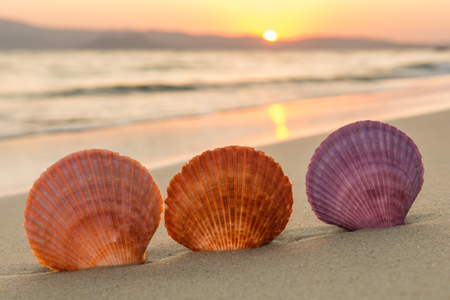Sea shells on the beach at sunsetの写真素材