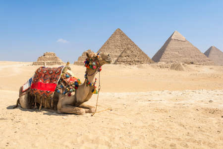 Camel posing at Giza pyramid complex, Egyptの写真素材