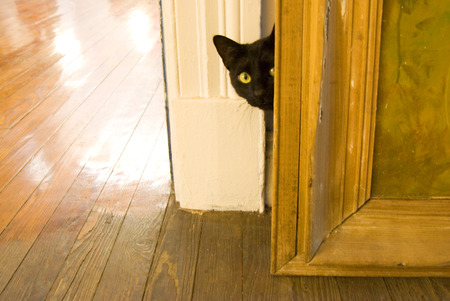 black catの写真素材