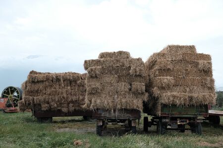 Three hay loaded trucks in the countryside - wide angleの写真素材