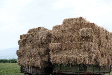 Two tracktors loaded with hayの写真素材
