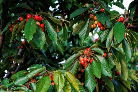 Tree full of mixed cherries almost ripe and ripe