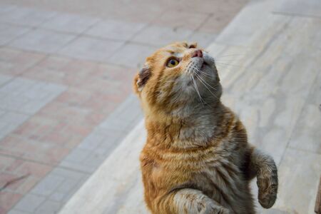 Cute scottish fold ear cat breed standing on two legs begging for food