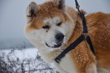 Beautiful akita inu (hachiko) covered in snow on leashの写真素材
