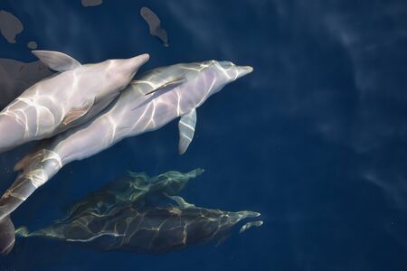 WIld bottlenose dolphin pod swirling underwater and starring at the camera