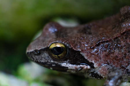 Common brown european frog eye close up shotの写真素材