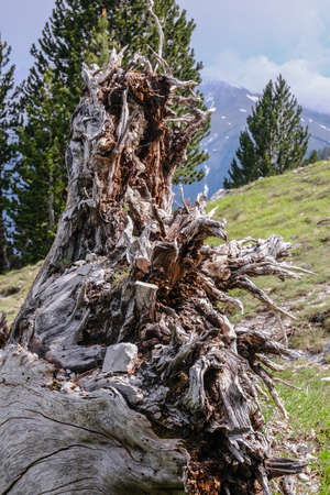 Beautiful dead fallen tree with the roots cut out on a mountain landscape - close upの写真素材
