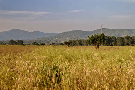 Wheat field with olive treesの写真素材