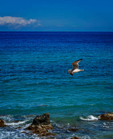 seagull flying over the sea coastの写真素材
