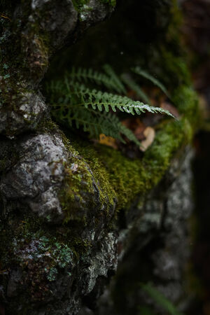 little fern in forestの写真素材
