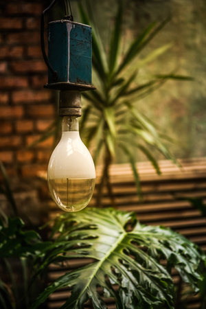 The old incandescent lamp for tropical plants in the botanical gardenの写真素材