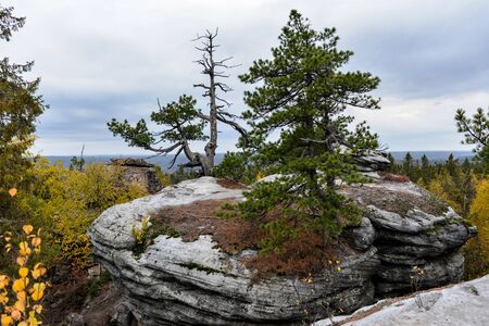 Mountain pines grow directly on rocks, harsh conditions for treesの写真素材