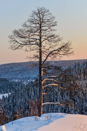 Pine trees in the snow at sunset in the mountainsの写真素材