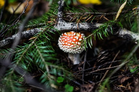 Small cute the fly agaric peeping from under the pine branchesの写真素材