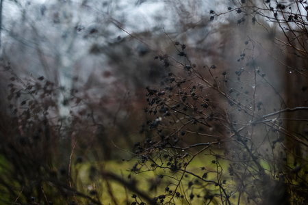 Art photo with black prickly berries on bare branches in late autumnの写真素材
