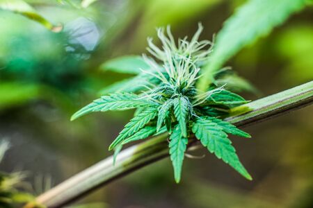 Young Green Leaf Cannabis Indica, a large inflorescence with white bloomの写真素材