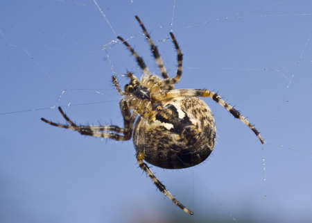 Big spider on the web over blue background (sky)の写真素材
