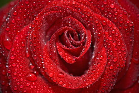 Closeup of the rose bud with water droplets (Shallow DOF)の写真素材