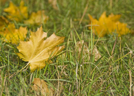 Autumn. Maple Leaves are falling on the grassの写真素材